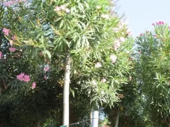 Oleander Als Boom (Nerium Oleander) -Tuinplanten Winkel nerium stam 3