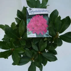 Rhododendron (Rhododendron 'Nova Zembla') -Tuinplanten Winkel nova zembla c5 boven