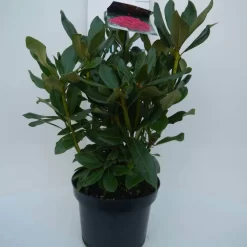 Rhododendron (Rhododendron 'Nova Zembla') -Tuinplanten Winkel nova zembla c5 voor