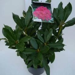 Rhododendron (Rhododendron 'Nova Zembla') -Tuinplanten Winkel nova zembla c5 zij