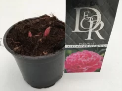 Uitgelichte producten -Tuinplanten Winkel paeonia alexander fleming p12