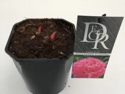 Pioenroos (Paeonia Dr. 'Alexander Fleming') 7 Pioenroos (Paeonia Dr. 'Alexander Fleming') -Tuinplanten Winkel paeonia alexander fleming v2