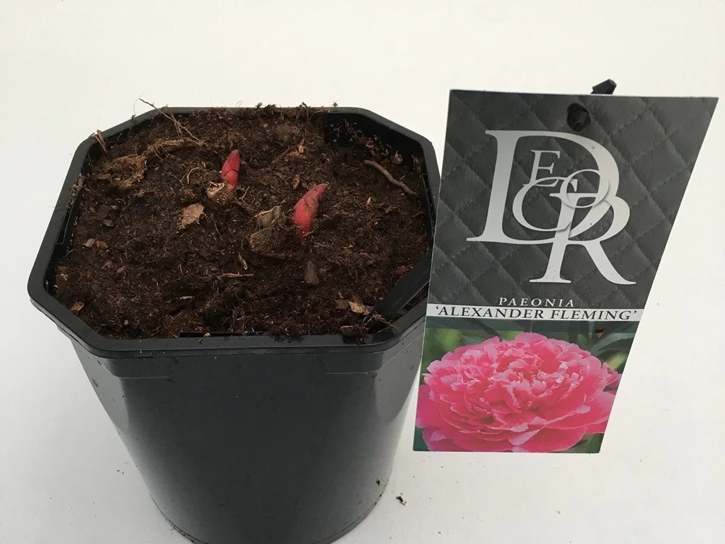 Pioenroos (Paeonia Dr. 'Alexander Fleming') 4 Pioenroos (Paeonia Dr. 'Alexander Fleming') - Afbeelding 4