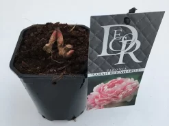 Pioenroos (Paeonia 'Sarah Bernhardt') -Tuinplanten Winkel paeonia sarah bernhardt v1