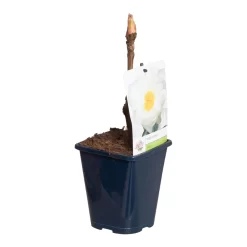 Witte Boompioen (Paeonia Suffruticosa) -Tuinplanten Winkel paeonia suff. wit p11 2