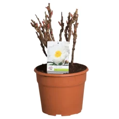 Witte Boompioen (Paeonia Suffruticosa) -Tuinplanten Winkel paeonia suffruticosa wit c12 2