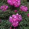 Rhododendron (Rhododendron 'Graziella')