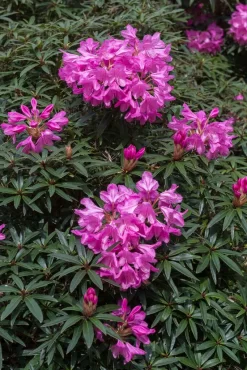Rhododendron (Rhododendron 'Graziella')