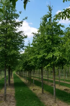 Grote Parrotia (Parrotia Persica) 11 Grote Parrotia (Parrotia Persica) -Tuinplanten Winkel parrotia persica s 18 20