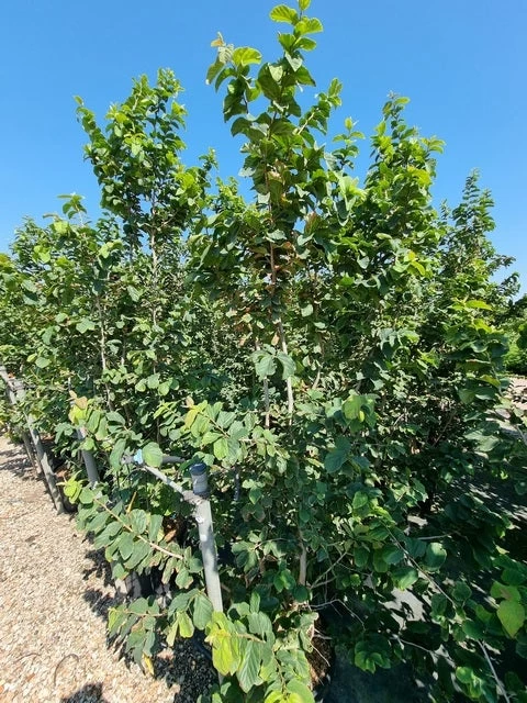 Perzisch IJzerhout Als Struik (Parrotia Persica) 3 Perzisch IJzerhout Als Struik (Parrotia Persica) - Afbeelding 3
