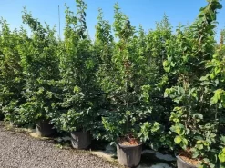 Perzisch IJzerhout Als Struik (Parrotia Persica) 12 Perzisch IJzerhout Als Struik (Parrotia Persica) -Tuinplanten Winkel parrotia persica 200250 cm 1