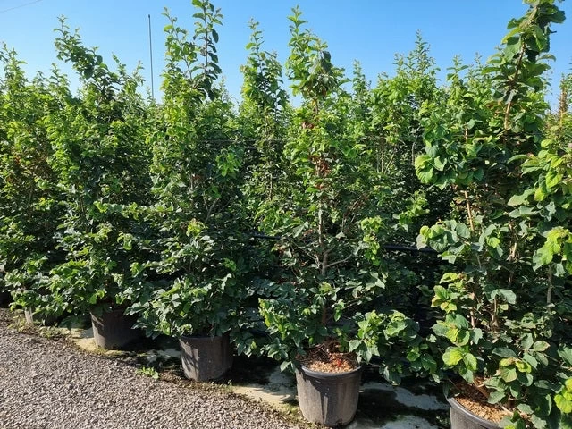 Perzisch IJzerhout Als Struik (Parrotia Persica) 5 Perzisch IJzerhout Als Struik (Parrotia Persica) - Afbeelding 5