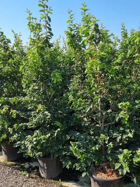 Perzisch IJzerhout Als Struik (Parrotia Persica) 2 Perzisch IJzerhout Als Struik (Parrotia Persica) - Afbeelding 2