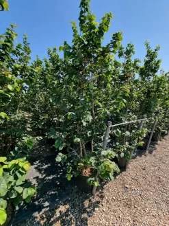 Perzisch IJzerhout Als Struik (Parrotia Persica) 11 Perzisch IJzerhout Als Struik (Parrotia Persica) -Tuinplanten Winkel parrotia persica 2