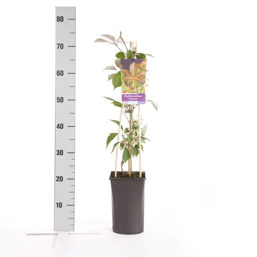 Wilde Wingerd (Parthenocissus 'Henryana') 2 Wilde Wingerd (Parthenocissus 'Henryana') - Afbeelding 2