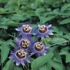 Passiebloem (Passiflora 'Purple Rain')