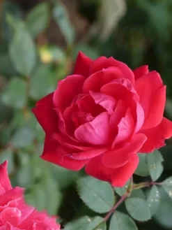 Klimroos (Rosa 'Paul's Scarlet Climber') -Tuinplanten Winkel paulsscarletclimber 1