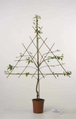 Lei-Peer (Pyrus Communis 'Gieser Wildeman') -Tuinplanten Winkel peer leirek 2 5