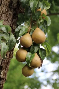 Wilde Perenboom (Pyrus Communis) 19 Wilde Perenboom (Pyrus Communis) -Tuinplanten Winkel perenboom 5