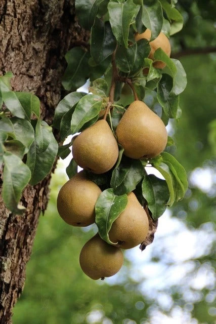 Wilde Perenboom (Pyrus Communis) 5 Wilde Perenboom (Pyrus Communis) - Afbeelding 5