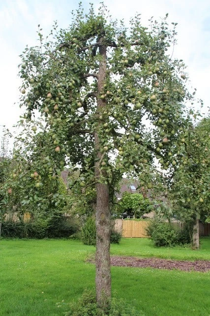 Wilde Perenboom (Pyrus Communis) 9 Wilde Perenboom (Pyrus Communis) - Afbeelding 9