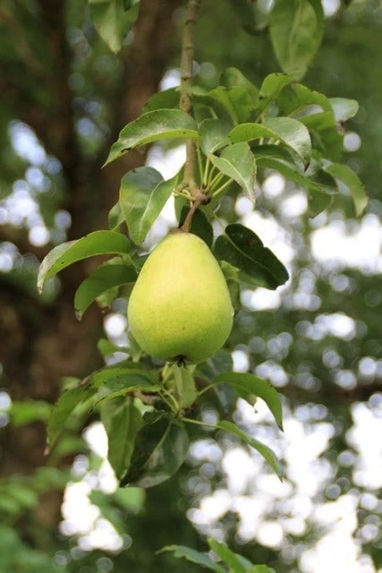 Wilde Perenboom (Pyrus Communis) 6 Wilde Perenboom (Pyrus Communis) - Afbeelding 6