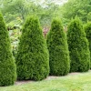 Thuja (Thuja Occidentalis 'Pyramidalis Compacta')