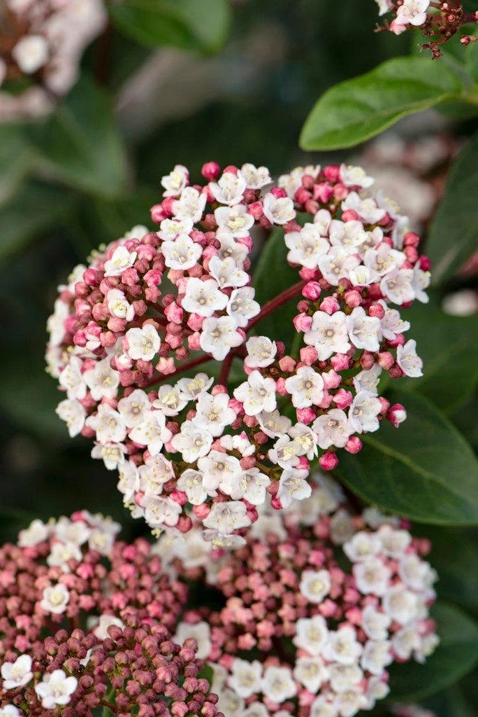 Sneeuwbal, Piramide (Viburnum Tinus 'Eve Price ') 2 Sneeuwbal, Piramide (Viburnum Tinus 'Eve Price ') - Afbeelding 2