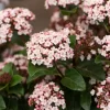 Sneeuwbal (Viburnum Tinus 'Lisa Rose')