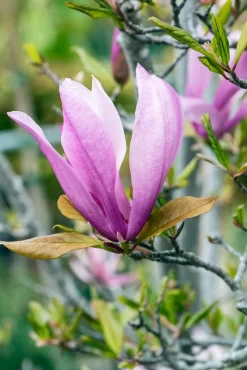 Meerstammige Beverboom (Magnolia 'Susan') -Tuinplanten Winkel phbe06930