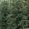 Amerikaanse Hulst (Ilex 'Nellie R Stevens')