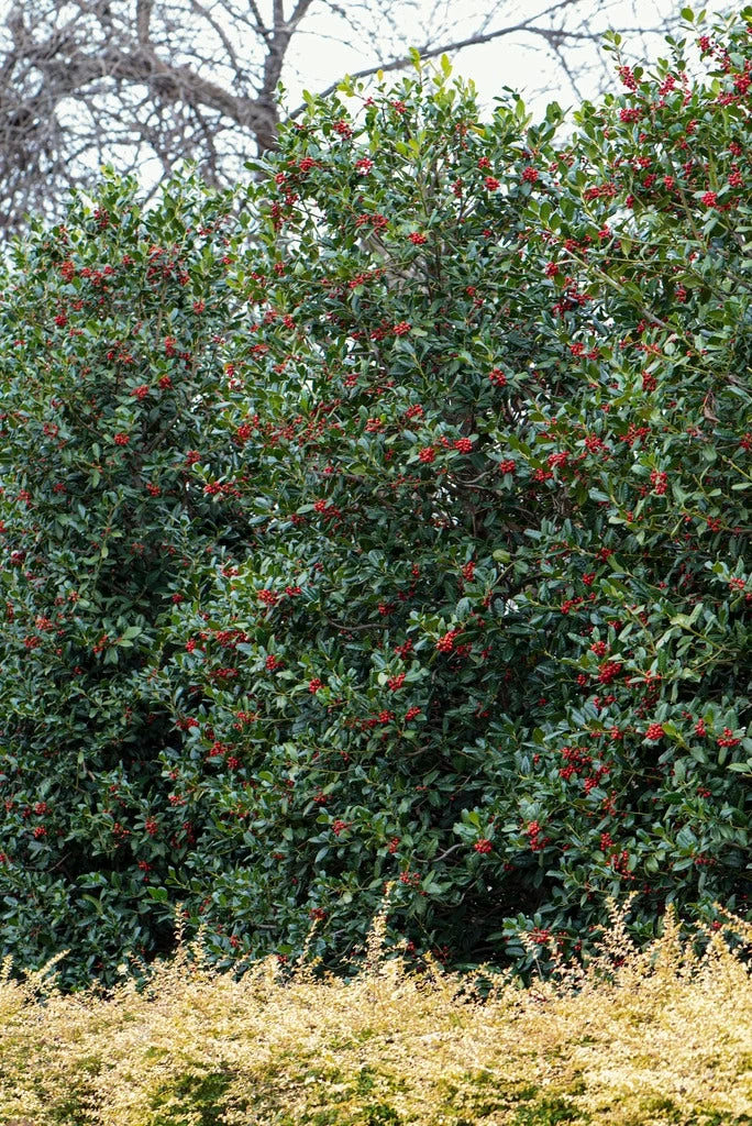 Amerikaanse Hulst (Ilex 'Nellie R Stevens') 1 Amerikaanse Hulst (Ilex 'Nellie R Stevens')
