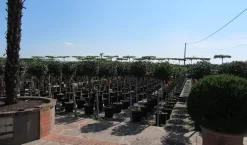 Glansmispel Op Stam (Photinia Fraseri 'Little Red Robin') 7 Glansmispel Op Stam (Photinia Fraseri 'Little Red Robin') -Tuinplanten Winkel photinia fraseri little red robin halfstam