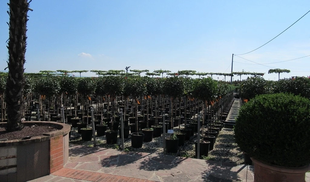 Glansmispel Op Stam (Photinia Fraseri 'Little Red Robin') 4 Glansmispel Op Stam (Photinia Fraseri 'Little Red Robin') - Afbeelding 4