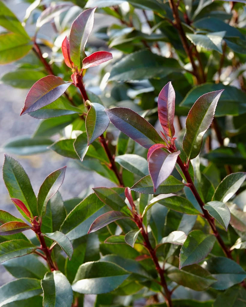 Glansmispel (Photinia Fraseri 'Mandarino') 2 Glansmispel (Photinia Fraseri 'Mandarino') - Afbeelding 2