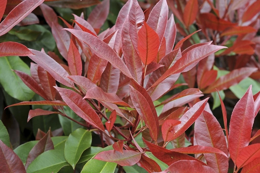 Glansmispel Halfstam Als Leiboom (Photinia Fraseri 'Red Robin') 3 Glansmispel Halfstam Als Leiboom (Photinia Fraseri 'Red Robin') - Afbeelding 3