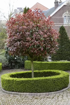 Glansmispel Als Boom (Photinia Fraseri 'Red Robin') 12 Glansmispel Als Boom (Photinia Fraseri 'Red Robin') -Tuinplanten Winkel photinia fraseri red robin02