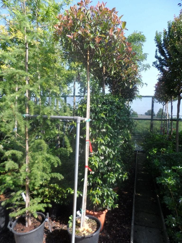 Glansmispel Als Boom (Photinia Fraseri 'Red Robin') 3 Glansmispel Als Boom (Photinia Fraseri 'Red Robin') - Afbeelding 3