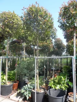 Glansmispel Als Boom (Photinia Fraseri 'Red Robin') 13 Glansmispel Als Boom (Photinia Fraseri 'Red Robin') -Tuinplanten Winkel photinia fraseri red robin 12 14 16ho cont