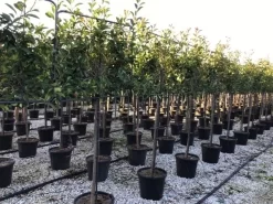 Glansmispel Halfstam Als Leiboom (Photinia Fraseri 'Red Robin') 7 Glansmispel Halfstam Als Leiboom (Photinia Fraseri 'Red Robin') -Tuinplanten Winkel photinia red robin 130cm stem leivorm