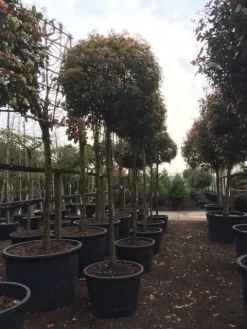 Glansmispel Als Boom (Photinia Fraseri 'Red Robin') 17 Glansmispel Als Boom (Photinia Fraseri 'Red Robin') -Tuinplanten Winkel photinia red robin 2025