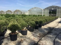 Glansmispel Als Bolvorm (Photinia Fraseri 'Carré Rouge') -Tuinplanten Winkel photiniacarrerougebal01