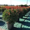 Glansmispel Als Bolvorm (Photinia Fraseri 'Carré Rouge')