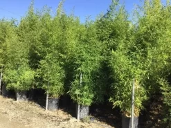 Bamboe (Phyllostachys Aurea) -Tuinplanten Winkel phyllostachus aurea 150 200cm