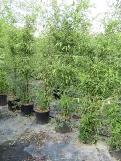 Bamboe (Phyllostachys Aureosulcata 'Spectabilis') -Tuinplanten Winkel phyllostachys 1