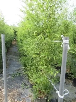 Bamboe (Phyllostachys Aurea) -Tuinplanten Winkel phyllostachys 2