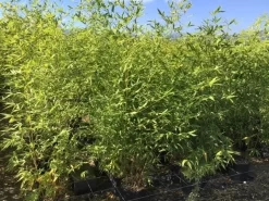 Bamboe (Phyllostachys Aurea) -Tuinplanten Winkel phyllostachys aurea 100 125cm c5