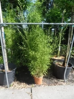 Bamboe (Phyllostachys Aurea) -Tuinplanten Winkel phyllostachys aurea 150 175 c12