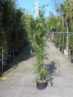 Bamboe (Phyllostachys Aurea) -Tuinplanten Winkel phyllostachys aurea 150 200 c12