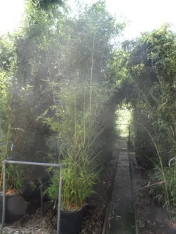 Bamboe (Phyllostachys Aurea) -Tuinplanten Winkel phyllostachys aurea 250 300 c35